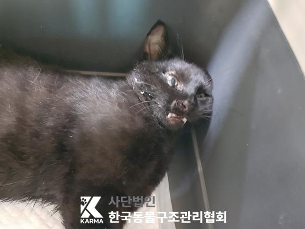 [고양이] 한국 고양이 경기-김포-2025-00409 유기동물 배경 이미지 입니다.